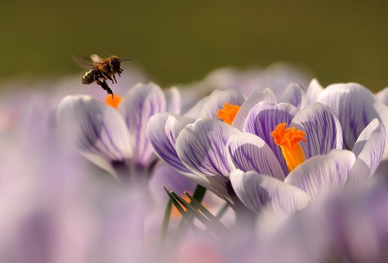 奇特的微妙与微距