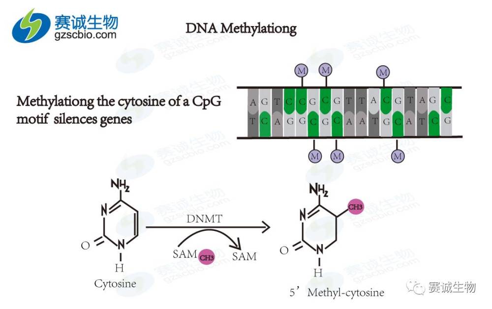 由于dna甲基化与人类发育和肿瘤疾病的密切关系,特别是cpg岛甲基化