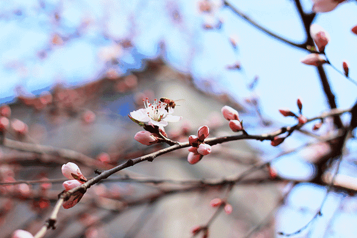 立春到,祝你春风得意,步步高!