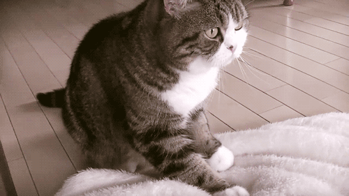 猫格|人有人格，猫也有猫格，猫猫性格心理学来了解下