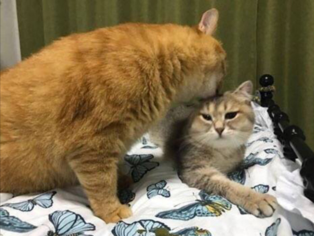 猫咪舌头长 倒刺 把隔壁猫都舔 秃了 被猫舔对人有危害吗