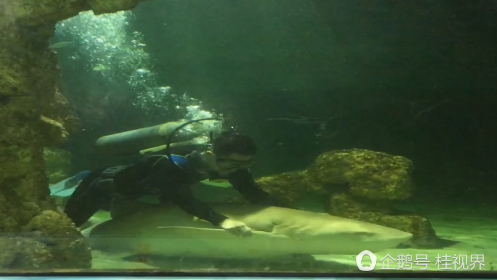 害羞!鲨鱼宝宝排泄时用力过猛致肛门脱落医生水中为其施缝合手术