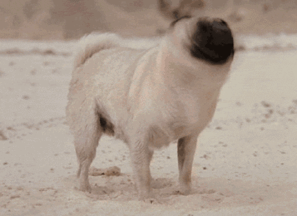 430_313gif 动态图 动图