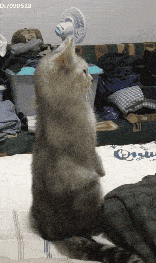 305_513竖版 竖屏gif 动态图 动图