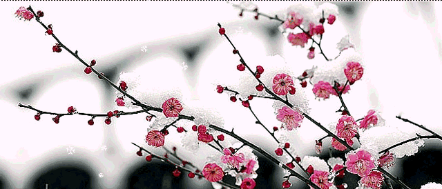 自古傲雪寒梅,在万物凋零的冬季,梅花依然盛开.与霜雪对抗,越开越艳.