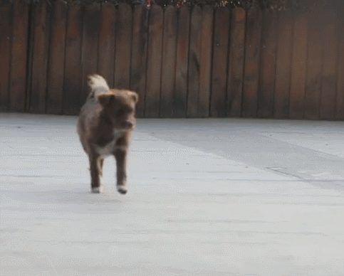 483_388gif 动态图 动图