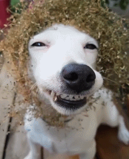 花痴狗打扮成花仙子,果皮做面具,让人大饱眼福!