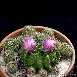 仙人掌开花瞬间简直太美了