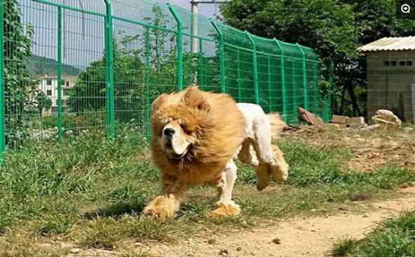 中国最凶猛的狗,长的像是一只狮子,却还不要脸的蹦起来了!