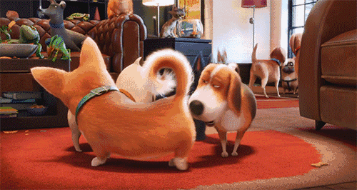 500_266gif 动态图 动图