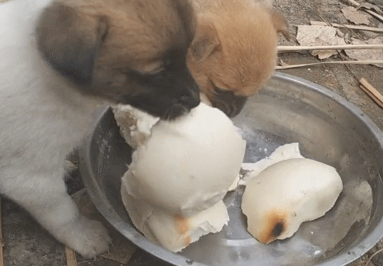 小狗吃馒头被粘牙,小狗:大馒头比脸大,太难啃!