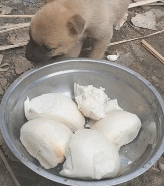 小狗吃馒头被粘牙,小狗:大馒头比脸大,太难啃!