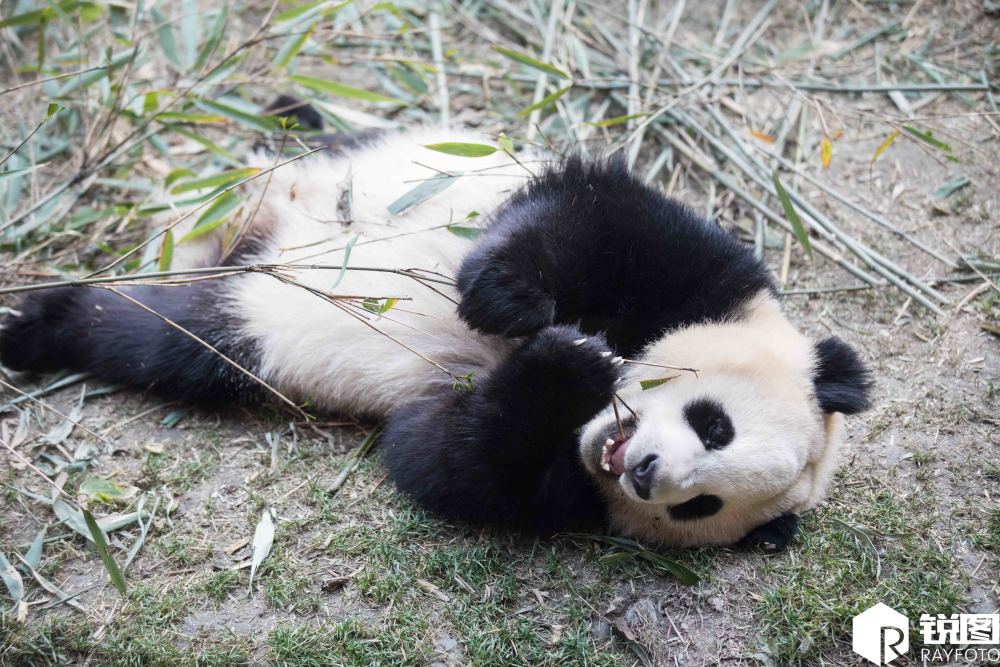 十三只熊猫里十二只在睡觉还有一只在干嘛