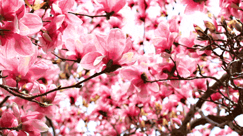 20首桃花诗词,明媚了整个春天