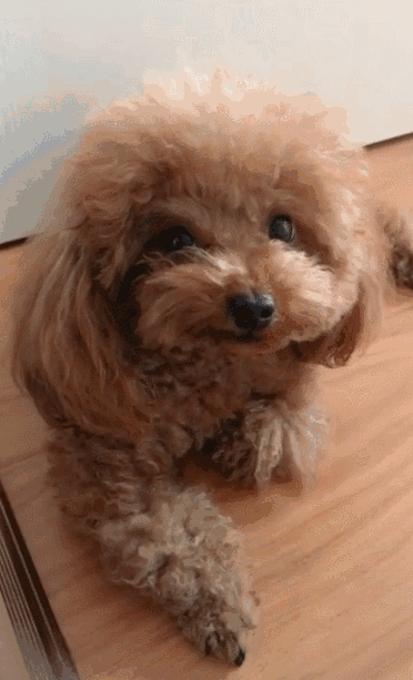 泰迪生气起来有多可怕?铲屎官:这货怕不是藏獒吧