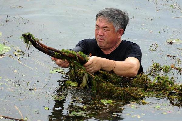 于丹在梁子湖里将浮出水面的水生植物捞起,准备重新种植.