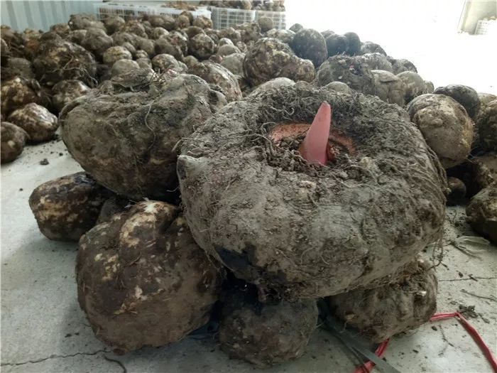 会同重点培育的魔芋龙头企业湖南博嘉魔力农业科技有限公司,魔芋种植