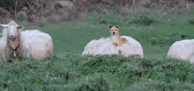 400_188gif 动态图 动图