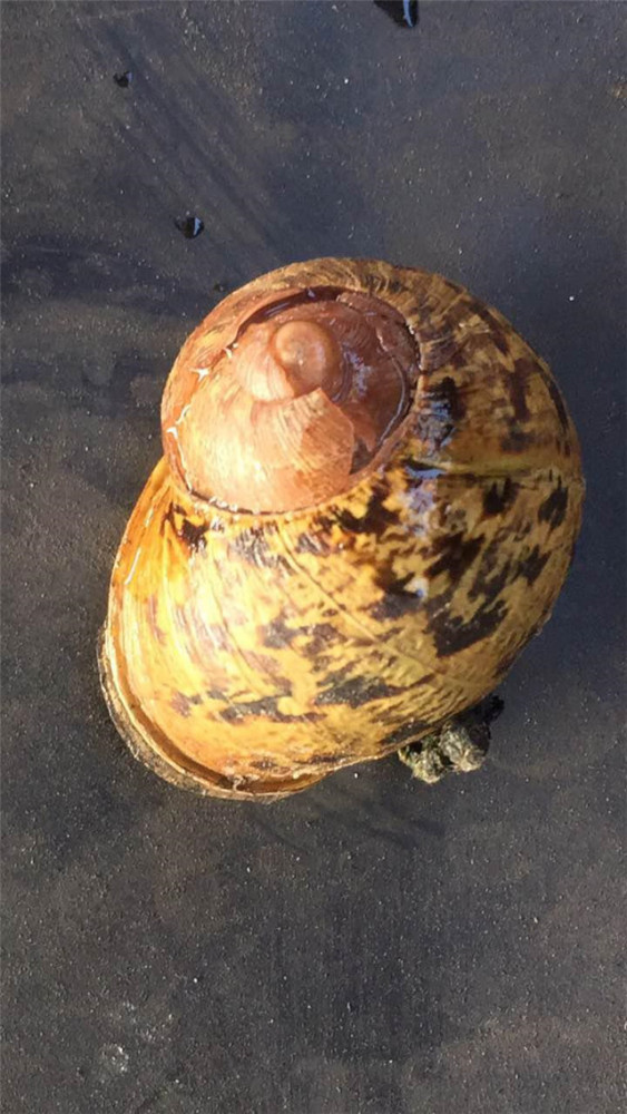 山东口岸首次从进境货物中截获散大蜗牛 货值8500美元