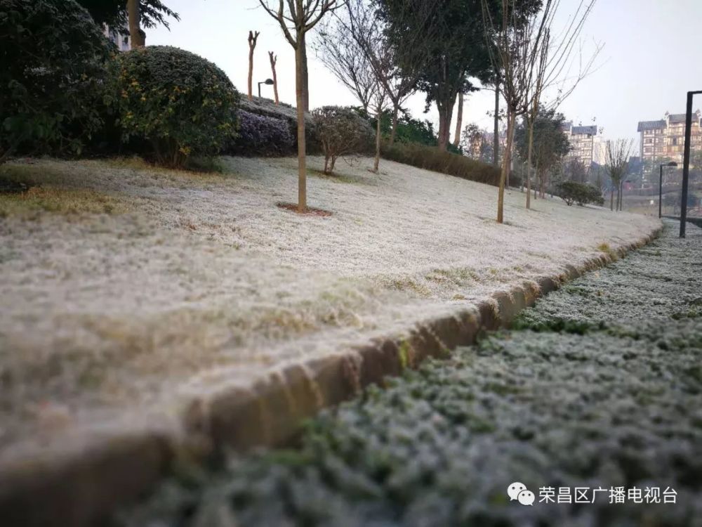 荣昌遭遇霜冻天气气温将降到0度以下