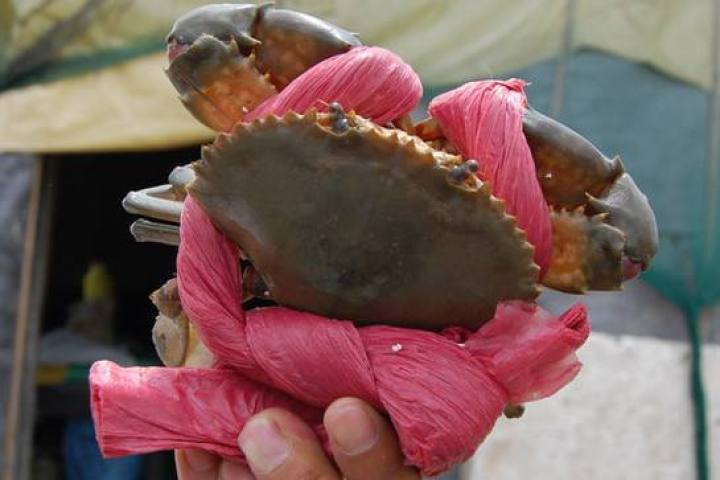 又有人卖过度捆绑蝤蠓龙湾状元俩经营户被查