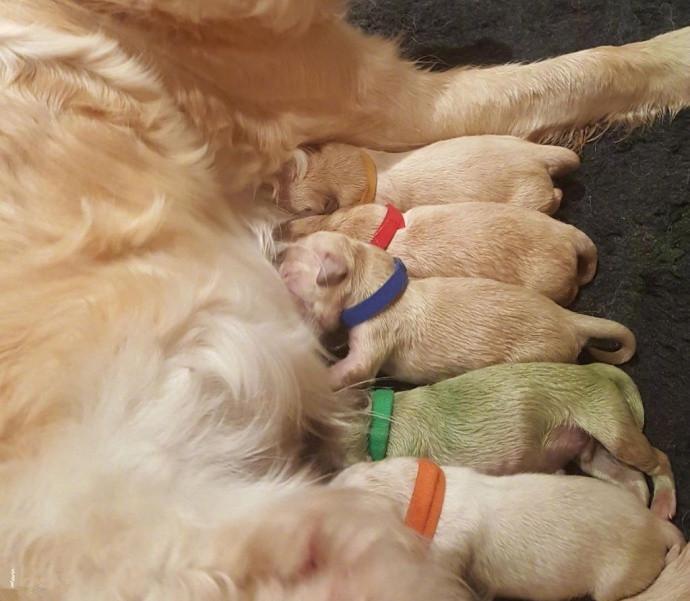 金毛妈妈生下罕见小绿狗,网友:这狗狗在暗示什么