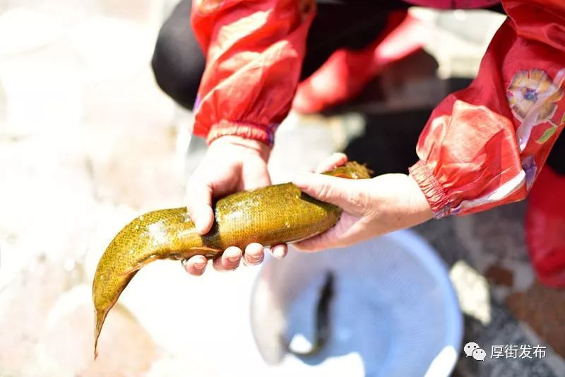 东莞村民捕获30多公分长巨型泥鳅