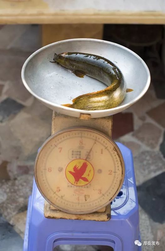 东莞村民捕获30多公分长巨型泥鳅