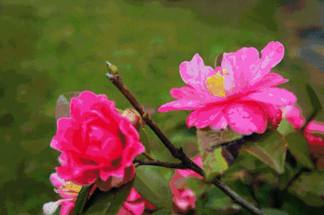 640_425gif 动态图 动图