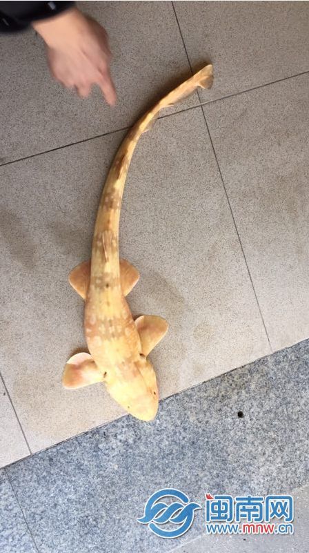 泉州渔民钓到罕见"怪鱼" 金黄色重两斤