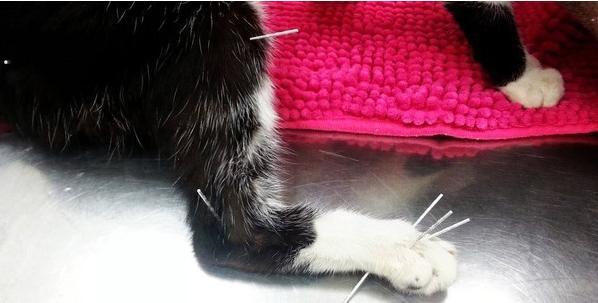 五级瘫痪猫会认脚步声!每天拖后脚爬到门口迎接主人下班