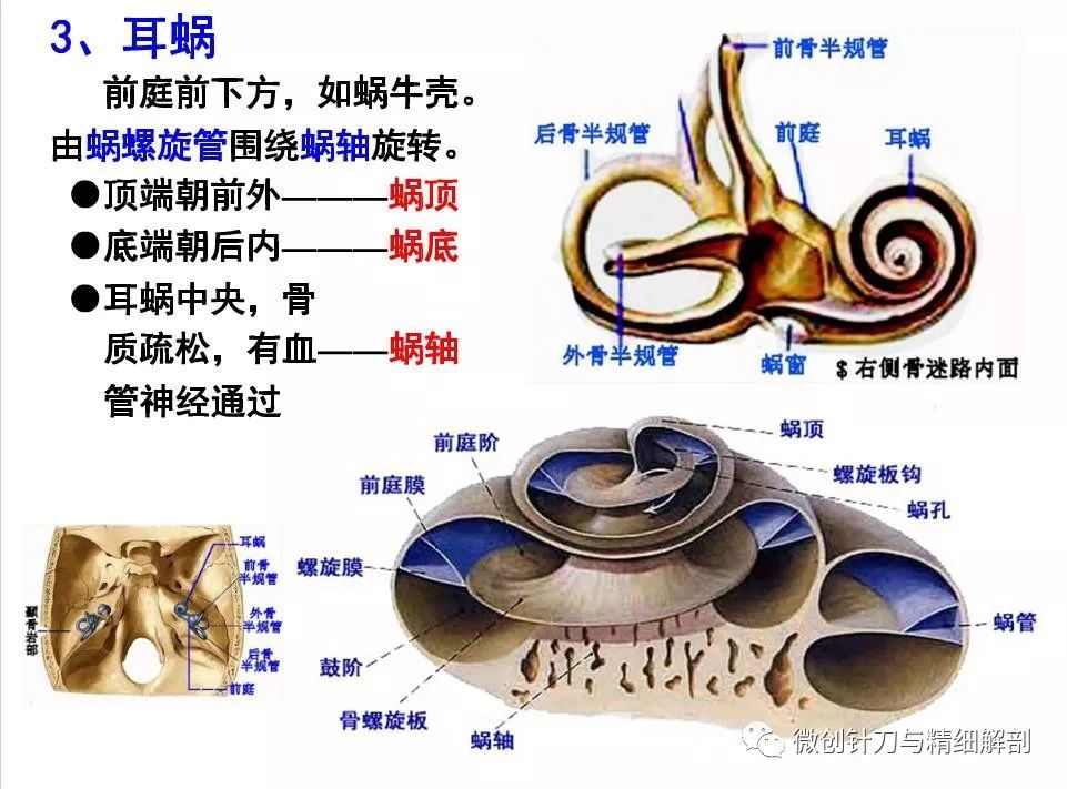 前庭蜗器解剖图-千图网