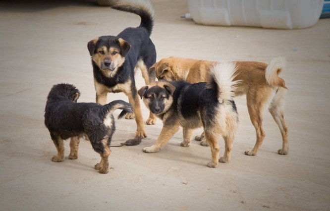 农村土狗狗王,带领一群狗小弟四处捉老鼠!方圆5里,老鼠灭绝了