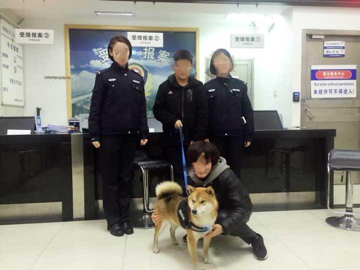杭州一小柴犬走丢身上穿着这个衣服谁的 腾讯网