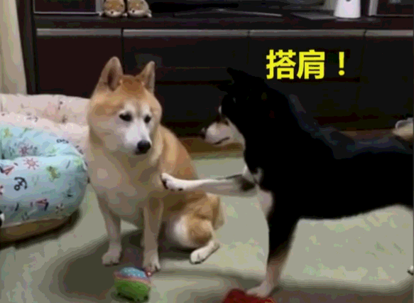 柴犬敢欺负拆家的二哈?摸头杀,抱腿摔,二哈真的是二哭了!