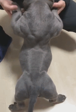 小狗满身都是肌肉,肌肉爆发力强,肌肉堪比运动员!