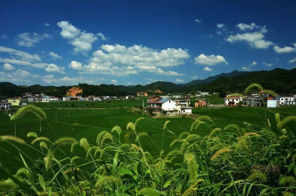 乡村振兴关键在于产业兴旺 需多方合力推进