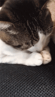 起床发现 我家猫猫的头不见了 找了半天原来在这儿 腾讯新闻