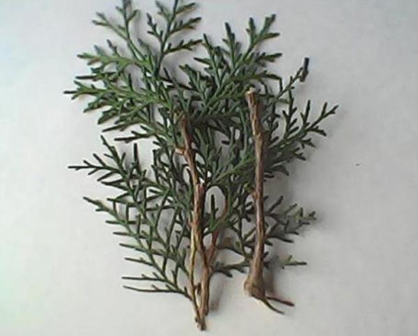 《清嘉录》告诉你两百年前如何过春节