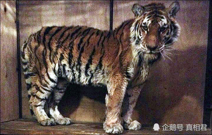 猛虎因牙疼闯进村庄求助如今救治无效不幸去世