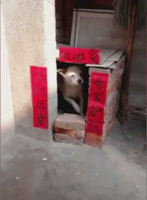 主人给狗窝贴春联,横批写"值班室",把保安职业污惨!