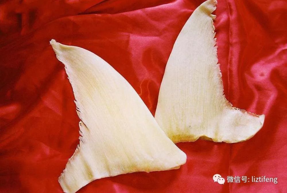 政协委员何新授权的博客