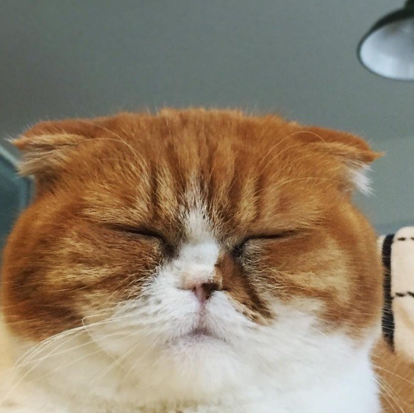 摆臭脸斜视主人的喵星人