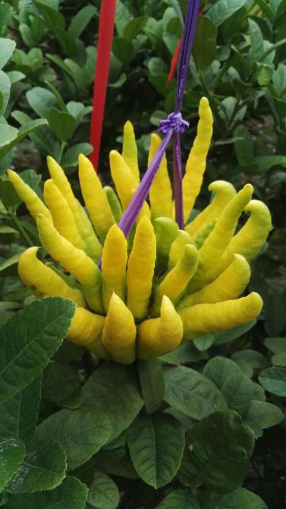 在这寒冷的早春时节,您需要这碗冰糖雪梨佛手汤