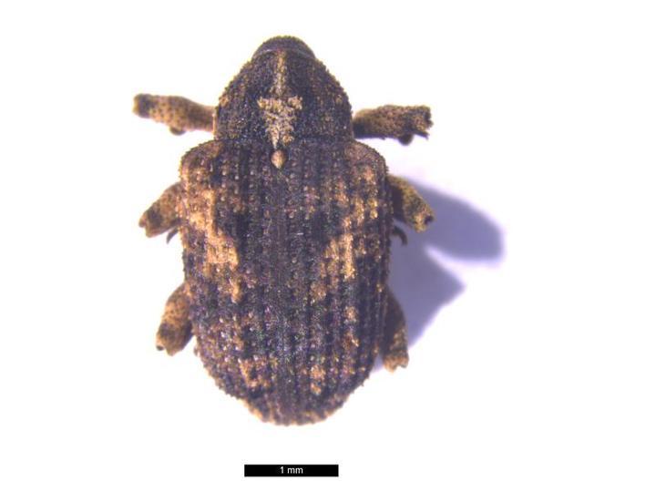 咋回事?三只"小象"潜伏芒果中 携带入境被识破