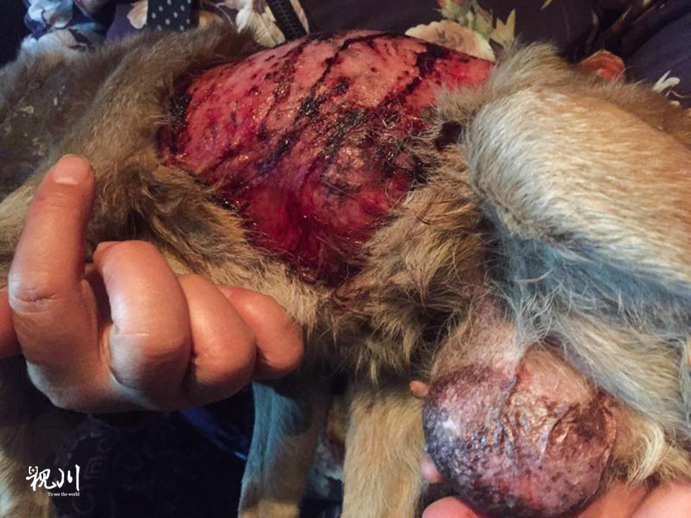 流浪狗遭拦腰活剥市民爱心助其生还