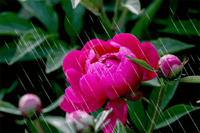 久石让雨情深深雨潇潇伴一夏清凉