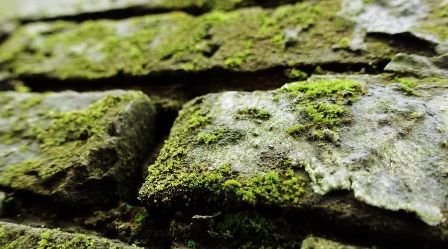 《苔》借经典咏流传火了,风流才子袁枚却沦为