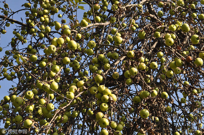 多囊肾是罕见病吗?有什么好的治疗方法吗?-腾
