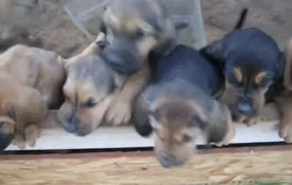 小狗集体出窝,对主人摇尾巴吐舌,一排小狗特可爱!